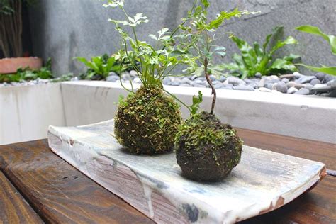 青苔怎麼養|【苔球製作】苔球DIY、澆水頻率、換盆方式... 苔球照。